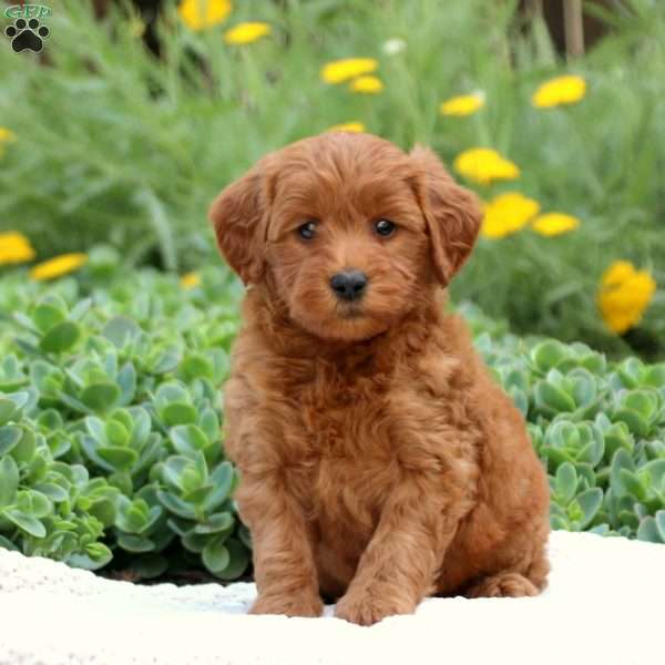 Twinkle, Mini Goldendoodle Puppy